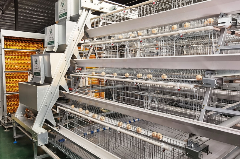 Automatic Egg Collection System, Poultry Egg Collection Machine