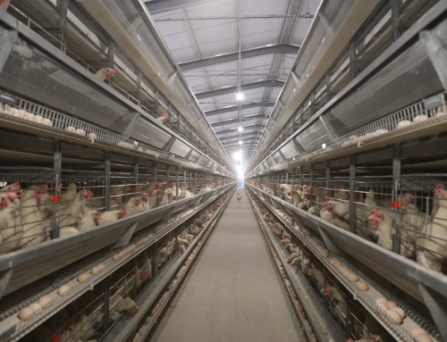 Use HIGHTOP Battery Cage to Improve Breeding Efficiency
