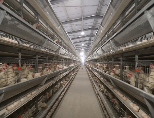 Use HIGHTOP Battery Cage to Improve Breeding Efficiency