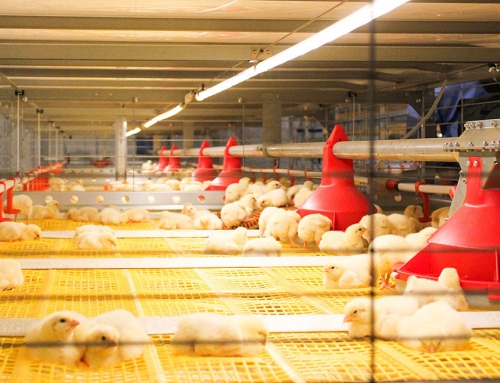business plan egg farm Poultry Light Control of the Layer Chicken House