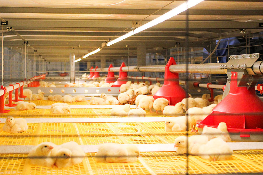 Poultry Light Control of the Layer Chicken House - Hightop® Poultry