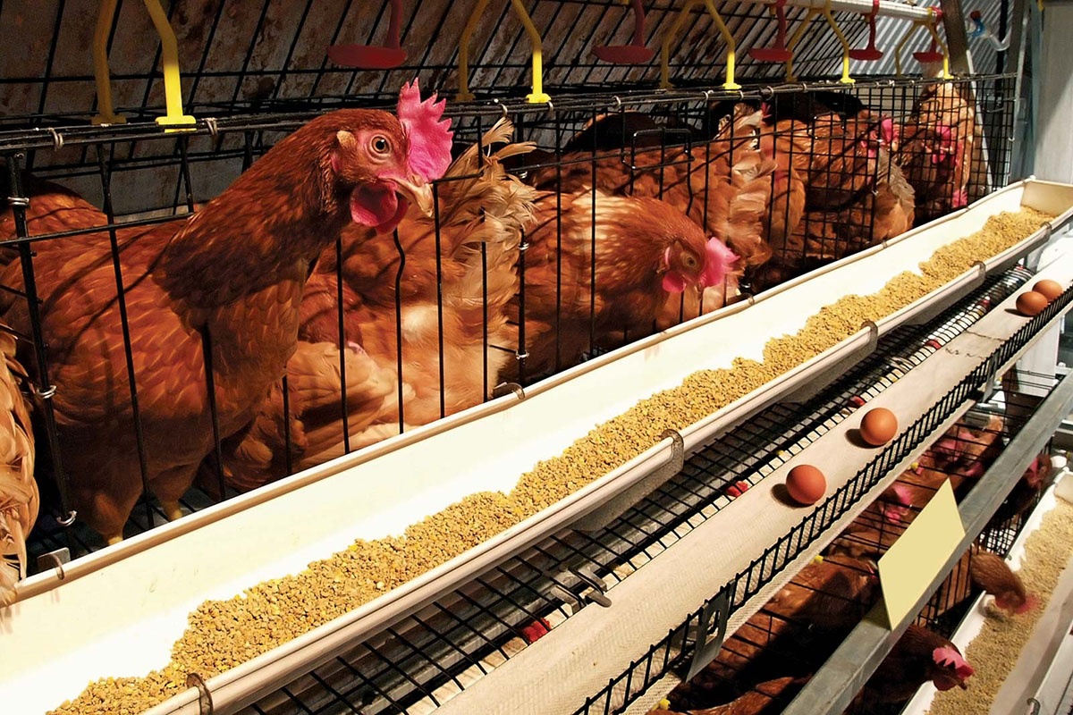 Tosaka chicken farm
