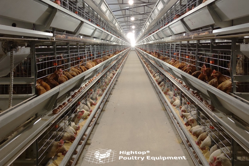 Fully Automatic Layer Poultry Farm Equipment for Chicken Farming
