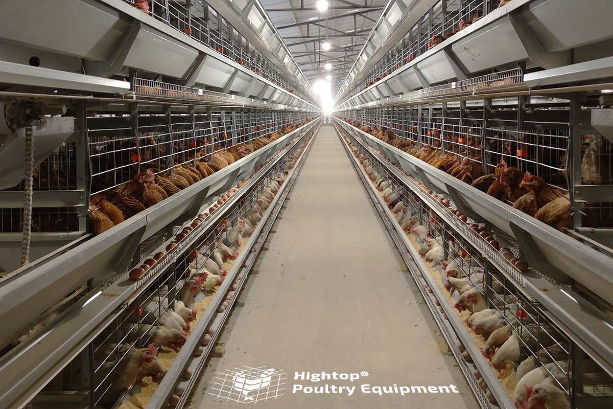 automatic poultry farm