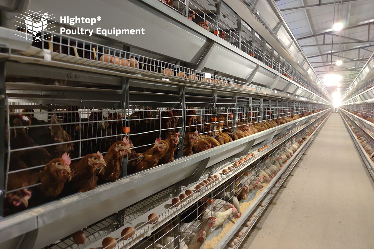 automatic layer poultry farm
