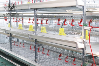 Fully Automatic Layer Poultry Farm Equipment for Chicken Farming