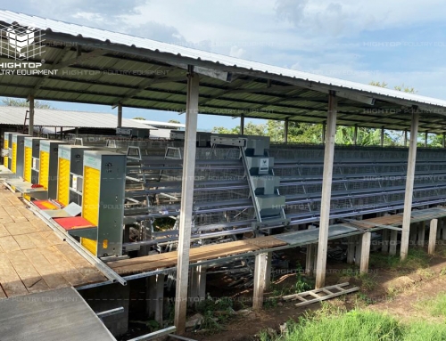 Poultry Farm Project of Native Chicken Farming in Philippines