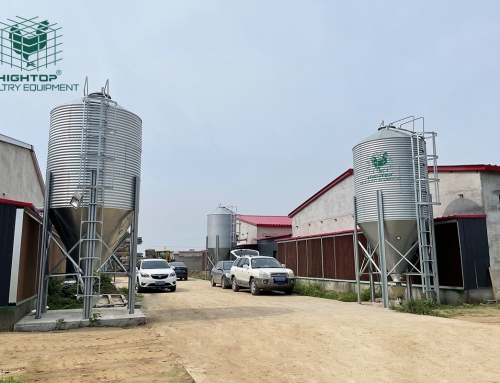 Fully Automatic Chicken Farm Equipment Project in China