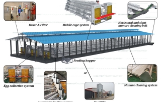 A Type Fully Automatic Layer Chicken Equipment