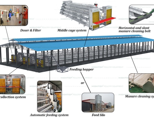 A Type Fully Automatic Layer Chicken Equipment