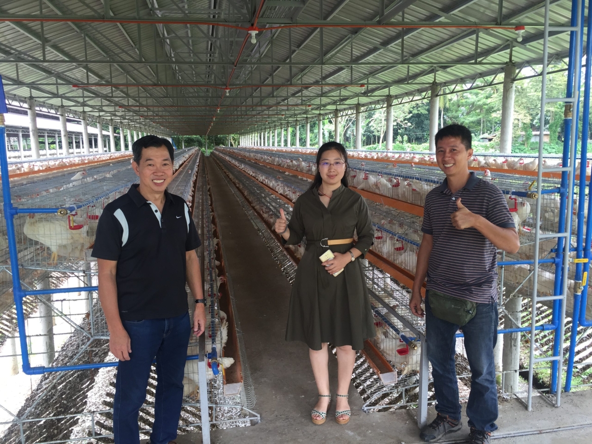 a-type-battery-cage-project-in-philippines-hightop-poultry-equipment