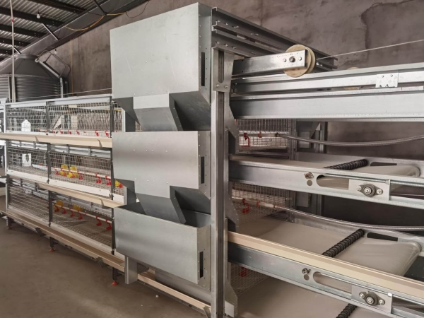 Manual Bird-Harvesting Broiler Chicken Cage | Algorithm Trading PLC ...