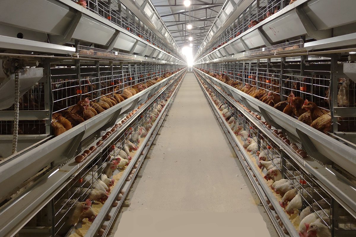 Contract Poultry Farming Companies Near Me Transform Your Poultry 