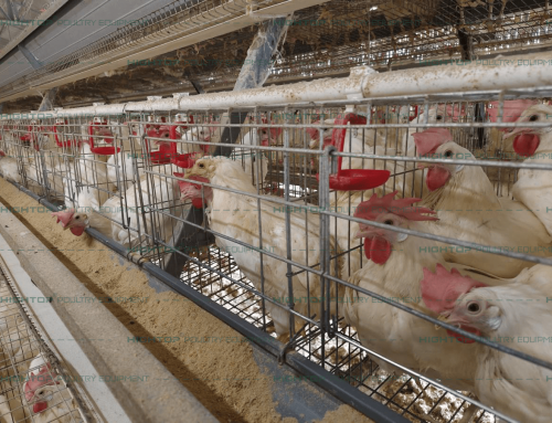 A Type Automatic Layer Cage for 30,720 Birds – Ghana