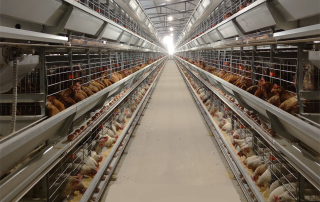 fully automatic poultry farm