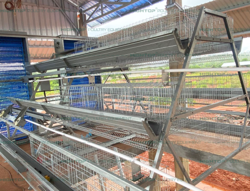 Indonesia 8K Birds/Building A Type Layer Cage Farm