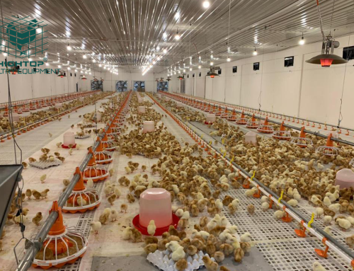 Free-Range Farming, Cage Farming, and Automated Cage Farming