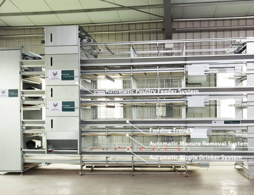 Automatic Layer Pullet Cage, Baby Chicks Cage System, Brooder Cage Equipment