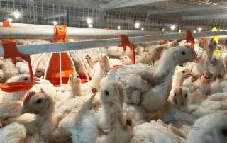 Broilers raised in pull-out slats