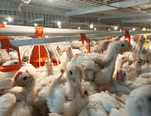 How to Start Broiler Chicken Farming – A Beginner’s Guide to Poultry Farming