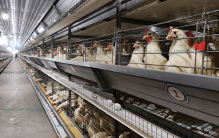H type automatic layer cage