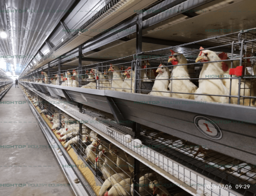 10 Tips for Improving Egg Chicken Farming Profits