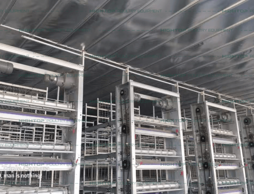 80,000 Birds/Building Broiler Cage Chicken House