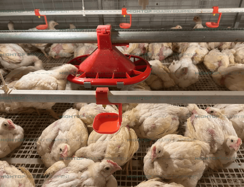 How to Choose the Right Broiler Chicken Farming Equipment for Yourself