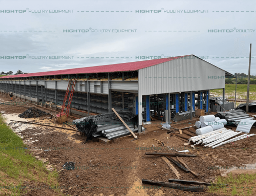 40,408 Birds/Building Layer Cage Chicken House