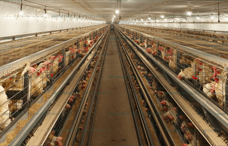 4-tier H-type automatic layer hen cage
