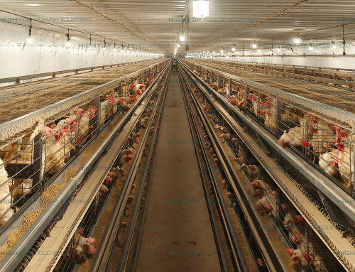 25728 Birds/Building Layer Cage Chicken House