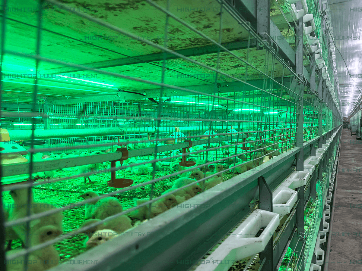 Chicks entering the broiler cage