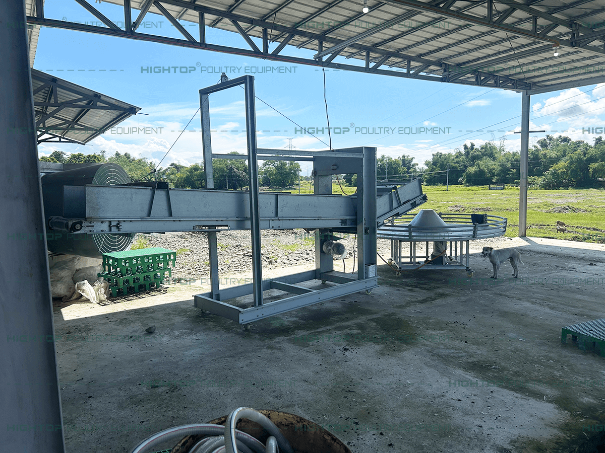 Harvesting conveyor belt