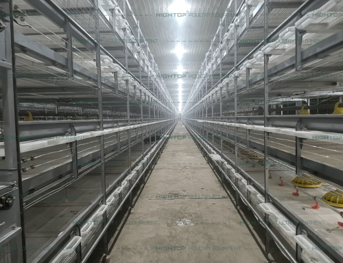 Improved Version 88,800 Birds/Building Broiler Chicken House