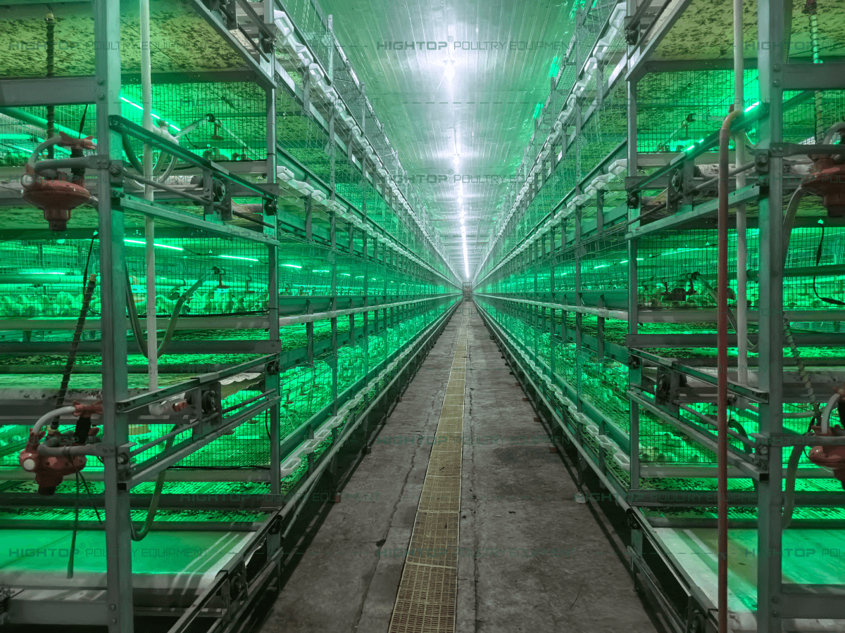 Pull out the slatted broiler cage in green light2