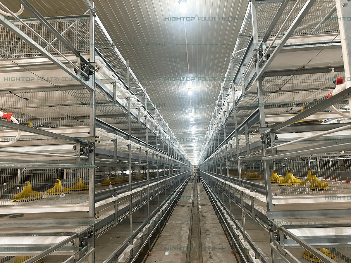 Pull out the slatted broiler cage installation completed