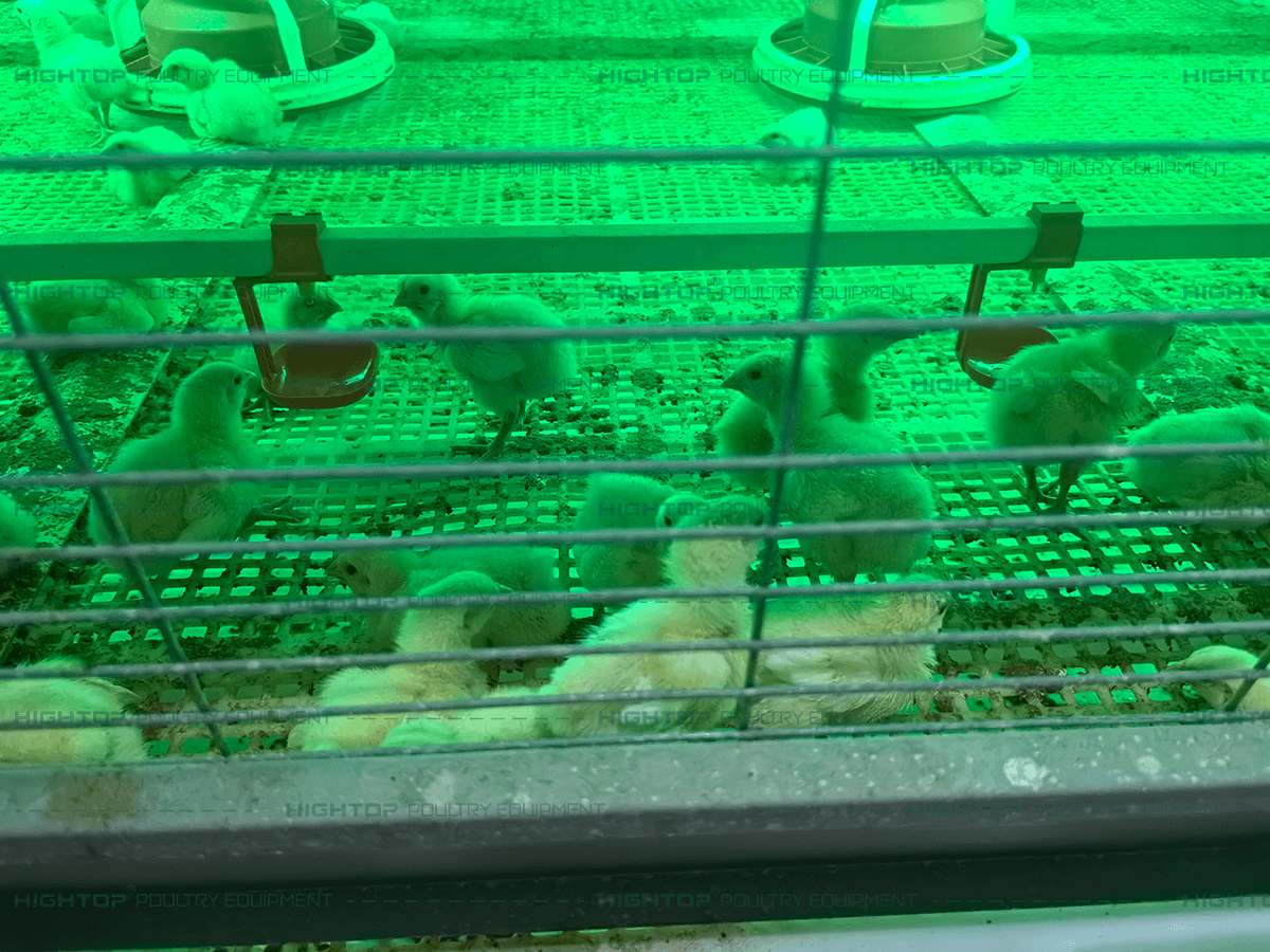 Water system in the cage