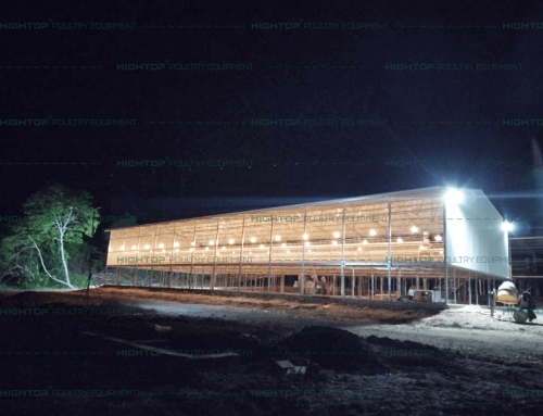 4,320 Birds/Building Layer Cage Chicken House