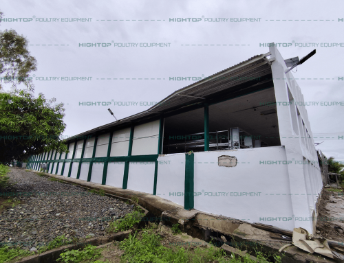 90000 Birds/Building Broiler Cage Chicken House