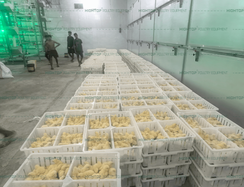 How to Raise Broiler Chickens for Maximum Meat Yield