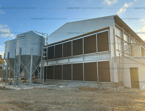 How to Prevent Diseases in Chicken-Steel Structure Poultry House