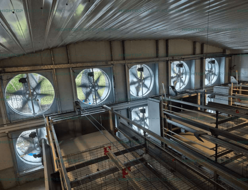 HIGHTOP EPC Project: 100,000-Layer Chicken Farm in Philippines