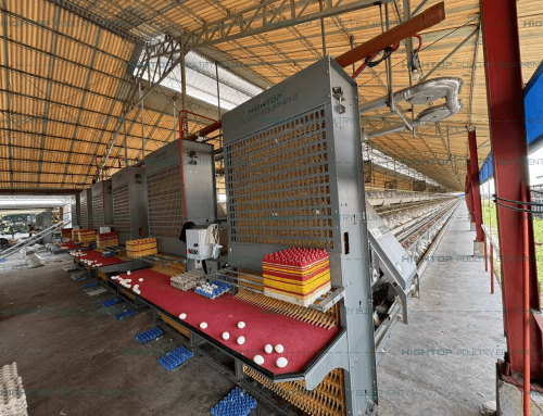 Automatic A Type Layer Cage for 18,000 Birds – Philippines