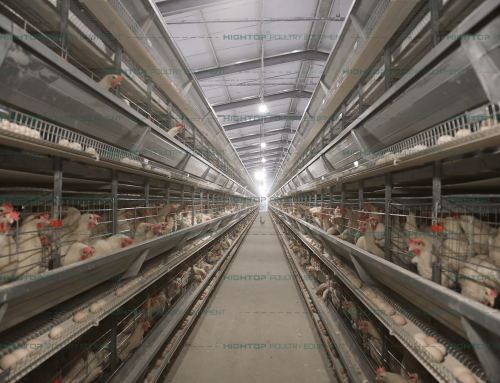 How to Stabilize Egg Production