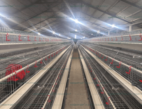 14,400 Birds Layer Cage Renovation Project – Philippines
