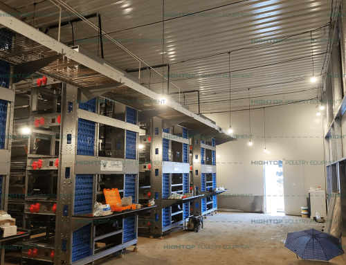 HIGHTOP EPC Project: 90,000-Layer Chicken Farm in Philippines