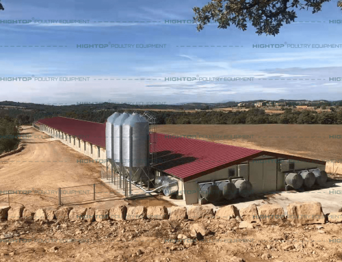 Automatic Poultry Feeding System | Improve Feed Conversion