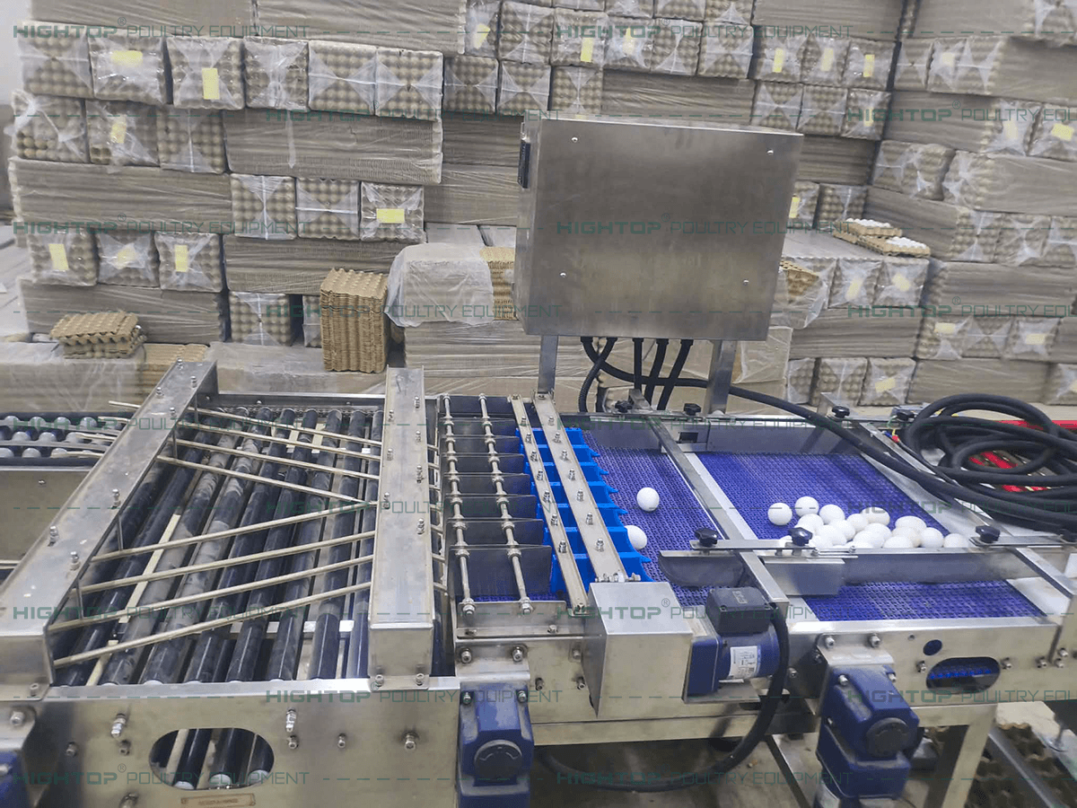 Connection point between the central egg collection line and the egg grading machine