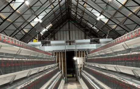 Fully Installed Automatic Layer Cage Poultry House