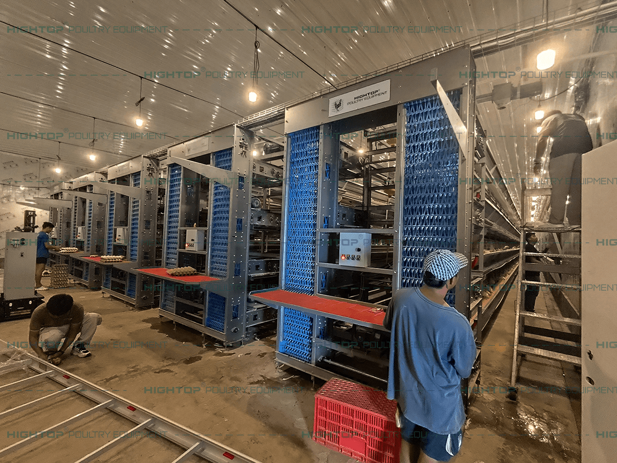 Automatic egg collection system at the front of the poultry house.